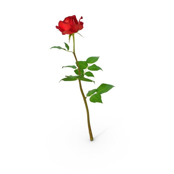 Dried Rose 3D, Incl. rose & love - Envato Elements