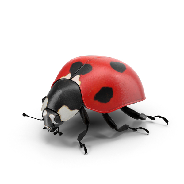 60,500 Lady Bug Images, Stock Photos, 3D objects, & Vectors