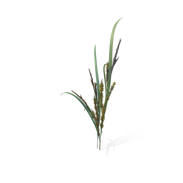 Wildgras Echinochloa Crus Galli Von Pixelsquid360 Auf Envato Elements