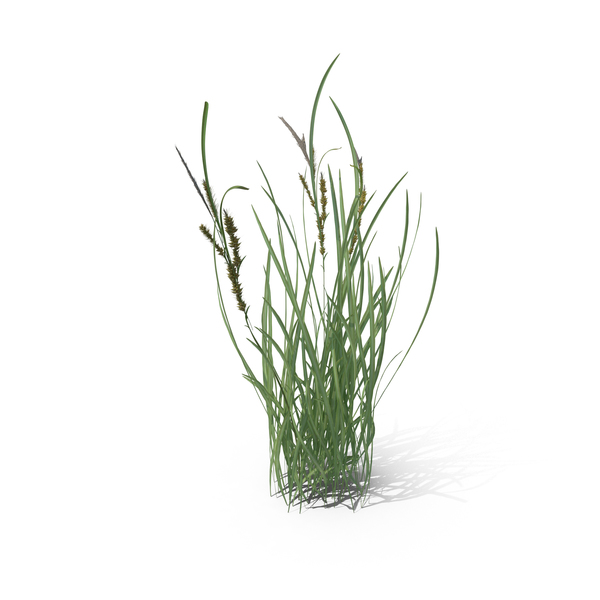 Wildgras Echinochloa Crus Galli Von Pixelsquid360 Auf Envato Elements