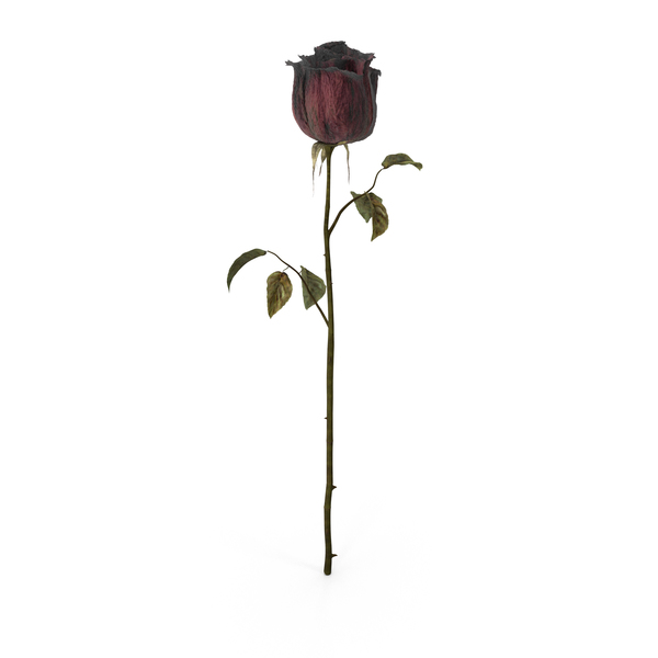 Dried Rose 3D, Incl. rose & love - Envato Elements