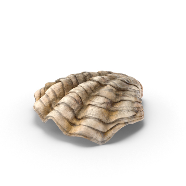 Oyster Shell 3D Incl. raw seafood Envato Elements