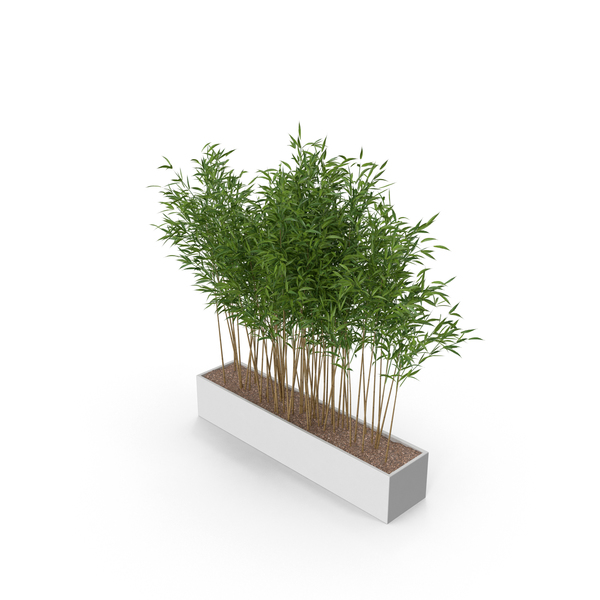 Umbrella Bamboo Plant 3D, Incl. plant & green - Envato Elements