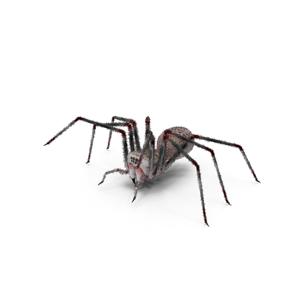 39 Webspider Images, Stock Photos, 3D objects, & Vectors