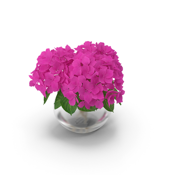 Image of Pink Annabelle Hydrangea in vase