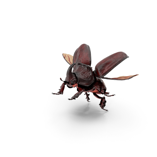 rhinoceros beetle flying