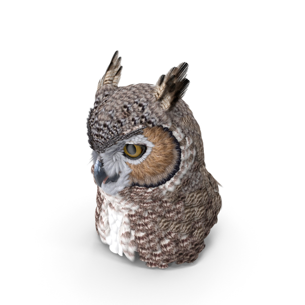 Great Horned Owl T-Pose 3D, Incl. animal & bird - Envato Elements