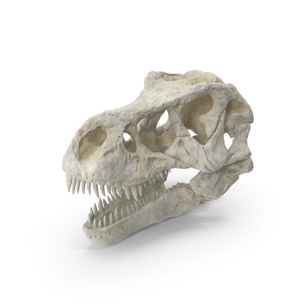 tyrannosaurus skull front