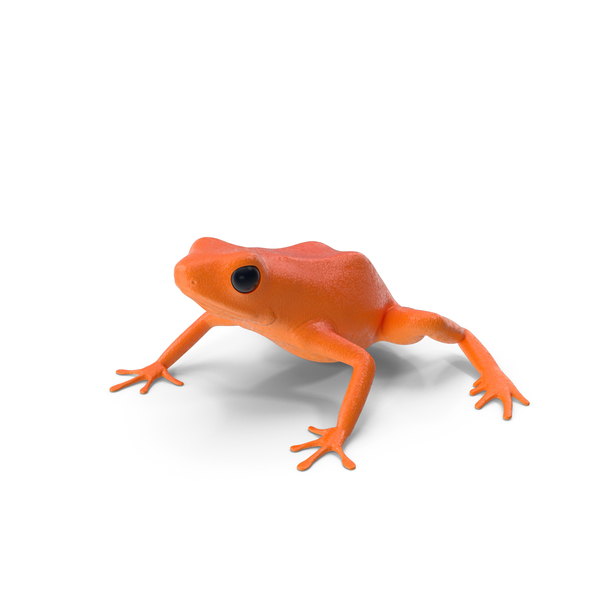 orange tree frog