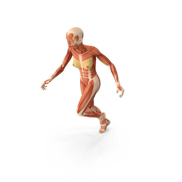 Anatomía del sistema muscular de Running Woman, Objetos 3D Incluyendo:  adulto y anatomía - Envato Elements