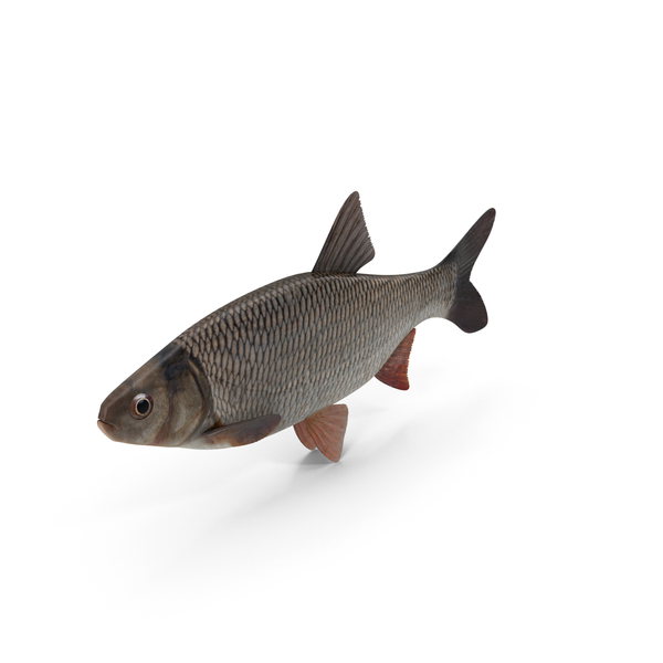 Fish Skeleton 3D, Incl. nature & fish - Envato Elements