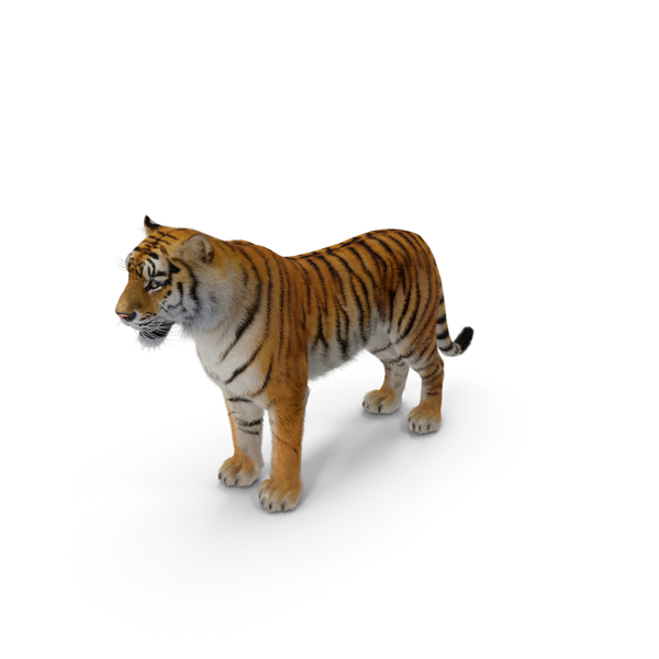 Tiger, 3D - Envato Elements