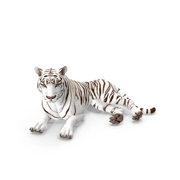 Tigre, Objetos 3D - Envato Elements